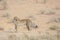 Cheetah in Kgalagari transfrontier park, South Africa