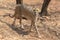 Cheetah Kruger National Park