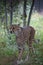 The cheetah is a large cat of the subfamily Felinae.