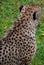 The cheetah is a large-sized feline inhabiting most of Africa