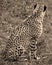 The cheetah is a large-sized feline inhabiting most of Africa