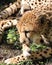 Cheetah laying in grass