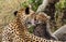 Cheetah licking her cub Africa Tanzania