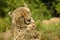 Cheetah licking paw