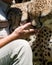 Cheetah licking person\'s hand