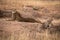 Cheetah lies beside cub on earth mound