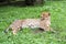 The cheetah lies on a grass