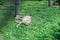 cheetah lies on grass in zoo enclosure