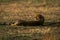 Cheetah lies on grassy plain lifting head