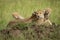 Cheetah lies licking nose with two cubs