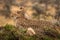 Cheetah lies on mound with sleepy cub