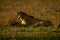 Cheetah lies on plain at dusk yawning