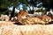 Cheetah lies on a stone rock