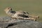 Cheetah lies stretching on rock in savannah