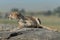Cheetah lies on sunlit rock in savannah