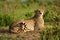 Cheetah lies on sunny mound amongst bushes