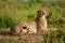 Cheetah lies on sunny mound among bushes