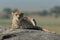 Cheetah lies on sunny rock on savannah