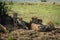 Cheetah lies with three cubs in shade