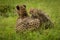 Cheetah lies beside two cubs in rain