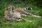 Cheetah lies yawning widely in short grass