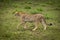 Cheetah lifts paw while walking over grass