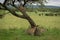 Cheetah looks down from tree at brothers