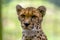 a cheetah looks very relaxed into the camera