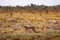 Cheetah lurking for prey at sunset in the Etosha National Park, Namibia