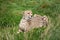 Cheetah Lying Down in Long Grass