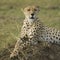 Cheetah lying down on a mound of soil