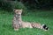 Cheetah lying on the grass