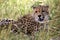 Cheetah lying in the grass
