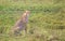 Cheetah lying on the grass on a hot afternoon in the Masai Mara