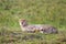 Cheetah lying on the grass on a hot afternoon in the Masai Mara