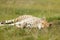 Cheetah lying in meadow