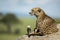 Cheetah lying on a rock, Serengeti