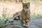 Cheetah lying in the shade