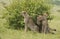 Cheetah Malaika and her two young cubs sitting near a small bush seen at Masai Mara, Kenya