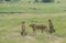 Cheetah Malaika and her two young in search of a prey seen at Masai Mara, Kenya