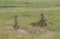 Cheetah Malaika and her two young in search of a prey seen at Masai Mara, Kenya