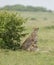 Cheetah Malaika and her  young cub sitting near a small bush seen at Masai Mara, Kenya,