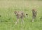 Cheetah Malaika and her young in search of a prey seen at Masai Mara, Kenya