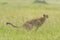 Cheetah Malaika shitting in a grass  seen at Masai Mara, Kenya,