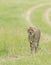 Cheetah Malaika walking in a green Grass seen at Masai Mara, Kenya