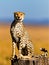 Cheetah male, one of three brothers, Masai Mara