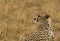 Cheetah at  Masai Mara Grassland