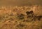 Cheetah in the mid of golden grasses, Masai Mara