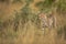 Cheetah in the mid of tall grasses od savannah, Masai Mara