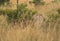 Cheetah in the mid of tall grasses of savannah